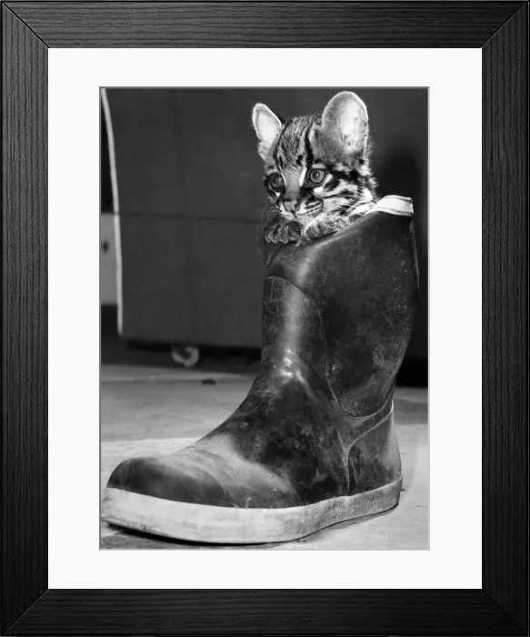 Framed Print : Boot! Christmas can be a bit of a pantomime when Orlando the ocelot is around