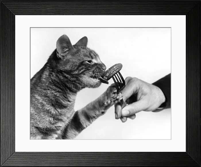 Framed Print : Star Paws tucking into a pickled gherkin. April 1979 P007305 Framed Print : Star Paws tucking into a pickled gherkin. April 1979 P007305