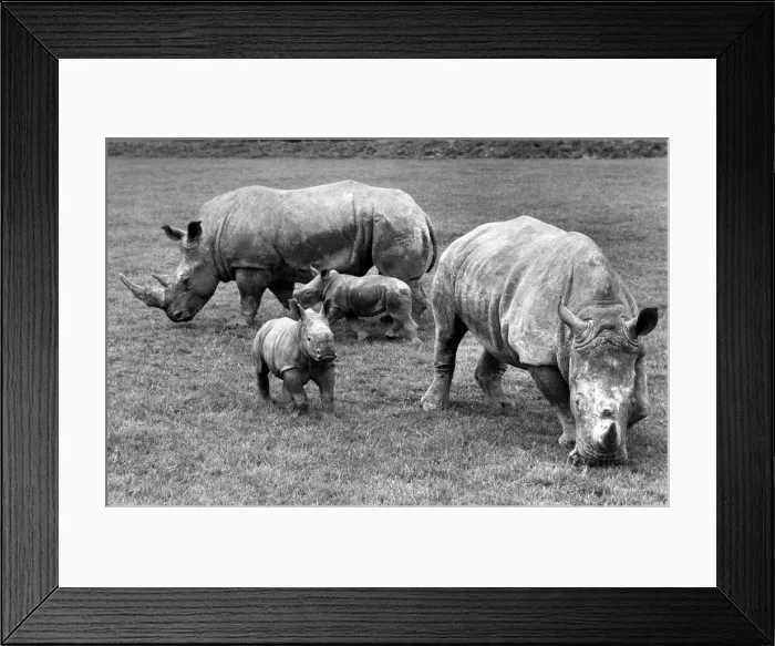 Framed Print : Two baby Rhinos Bill (4 weeks old) and Ben (2 weeks old), both born at Longleat Framed Print : Two baby Rhinos Bill (4 weeks old) and Ben (2 weeks old), both born at Longleat