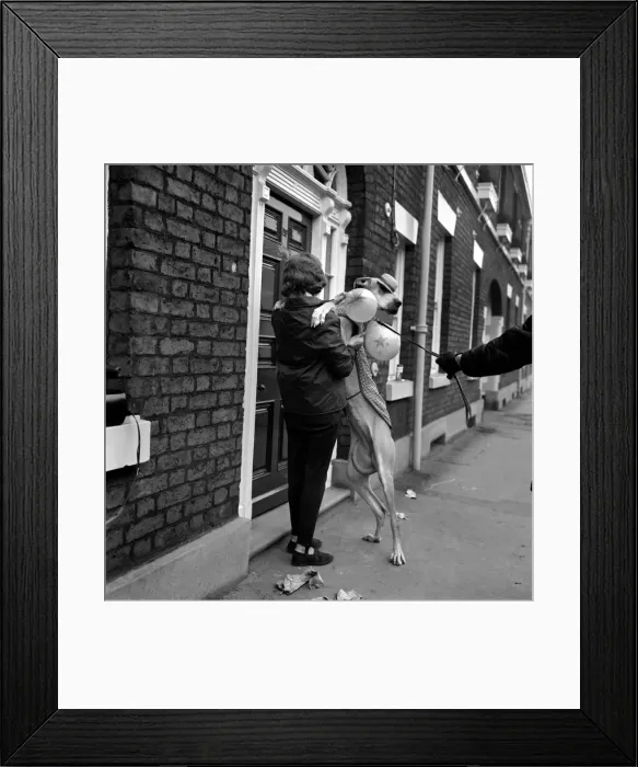 Framed Print : Some dogs went reluctantly to the Bolton Dog Show the first show of the year Framed Print : Some dogs went reluctantly to the Bolton Dog Show the first show of the year