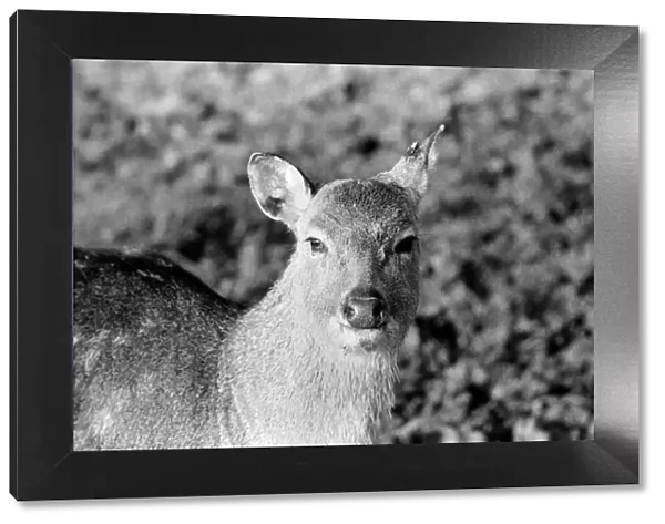Deer at Whipsnade Zoo. December 1974 74-7583-007