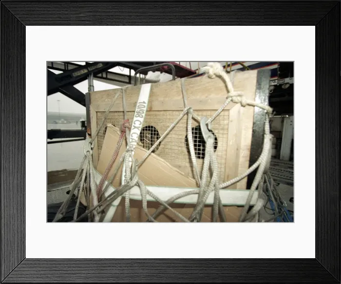 Framed Print : Roque the Tiger arrives in the UK on his way to the Born Free Sanctuary in Headcorn Kent Framed Print : Roque the Tiger arrives in the UK on his way to the Born Free Sanctuary in Headcorn Kent