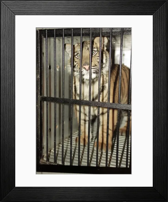 Framed Print : Roque the Tiger arrives at the Born Free Sanctuary in Headcorn Kent - from Spain December Framed Print : Roque the Tiger arrives at the Born Free Sanctuary in Headcorn Kent - from Spain December