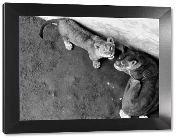 Lions and Cubs at Dudley Zoo. February 1975 75-00978-006