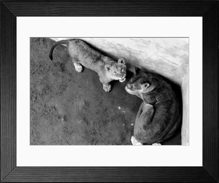 Framed Print : Lions and Cubs at Dudley Zoo. February 1975 75-00978-006 Framed Print : Lions and Cubs at Dudley Zoo. February 1975 75-00978-006