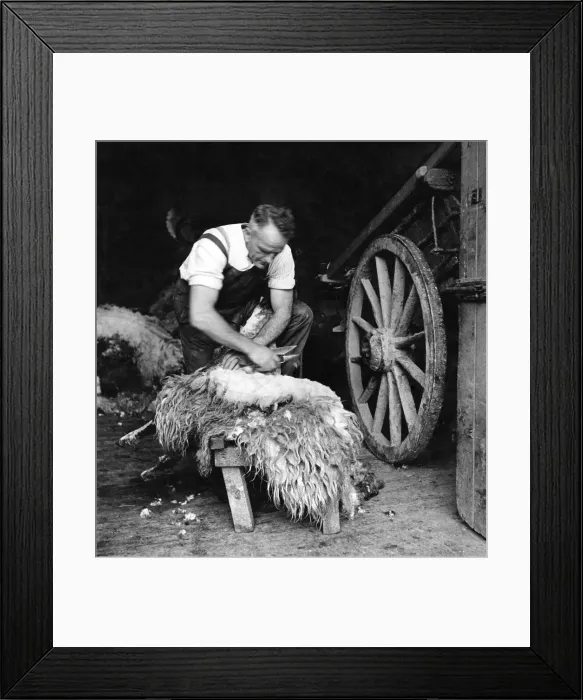 Framed Print : The farmer, Mr. Robinson Jackson, is an expert shearer and can get the fleece off