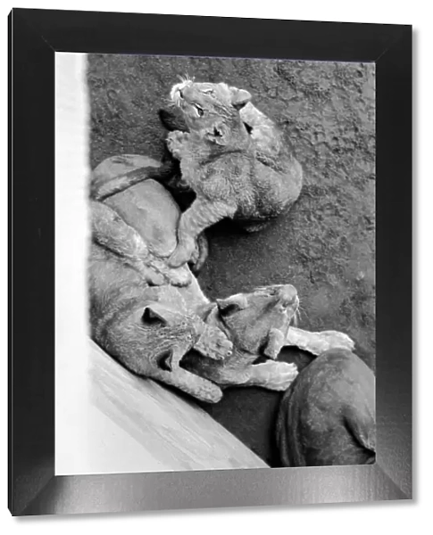 Lions and Cubs at Dudley Zoo. February 1975 75-00978-011