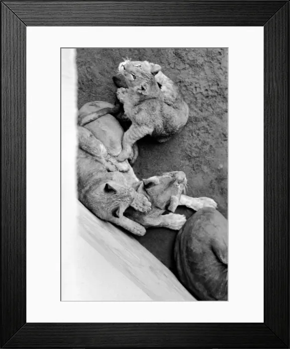 Framed Print : Lions and Cubs at Dudley Zoo. February 1975 75-00978-011 Framed Print : Lions and Cubs at Dudley Zoo. February 1975 75-00978-011