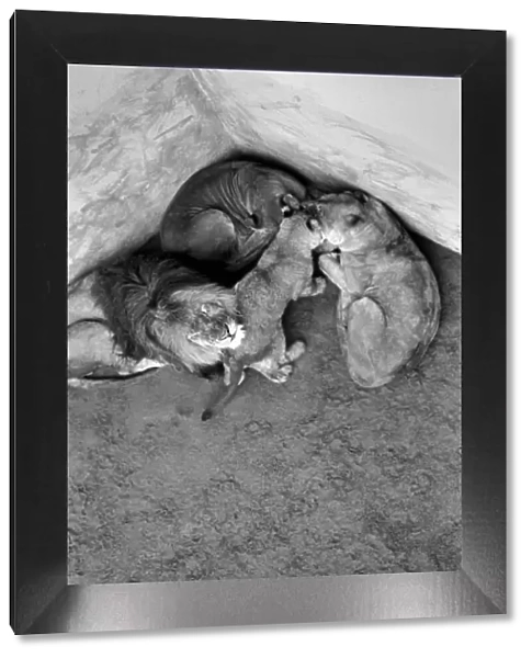 Lions and Cubs at Dudley Zoo. February 1975 75-00978-008