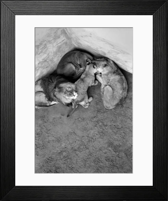 Framed Print : Lions and Cubs at Dudley Zoo. February 1975 75-00978-008