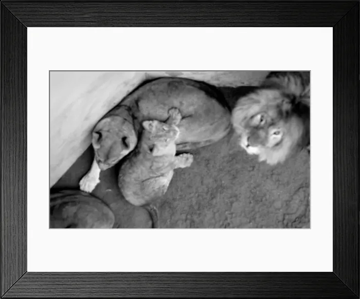 Framed Print : Lions and Cubs at Dudley Zoo. February 1975 75-00978-003