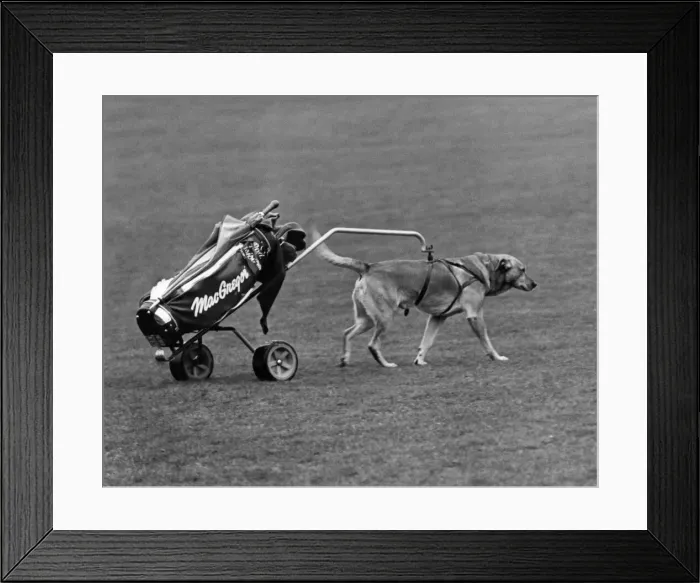 Framed Print : Ned'out on the golf course with his pro in the special built trolley Framed Print : Ned'out on the golf course with his pro in the special built trolley