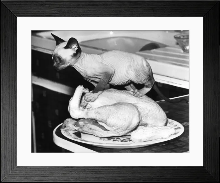 Framed Print : This young kitten stakes his claim to the Christmas turkey. Circa 1980. P007406 Framed Print : This young kitten stakes his claim to the Christmas turkey. Circa 1980. P007406