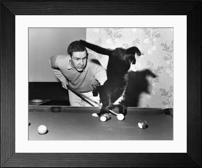 Framed Print : Two years old Hansel, the black and white tom cat who likes to play pool
