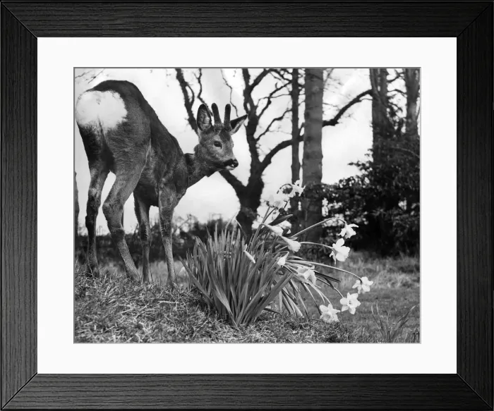 Framed Print : A baby fawn seen here beside a clump of daffodils. March 1953 P007383 Framed Print : A baby fawn seen here beside a clump of daffodils. March 1953 P007383