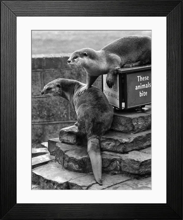 Framed Print : Animals Otters. July 1967 P007365 Framed Print : Animals Otters. July 1967 P007365