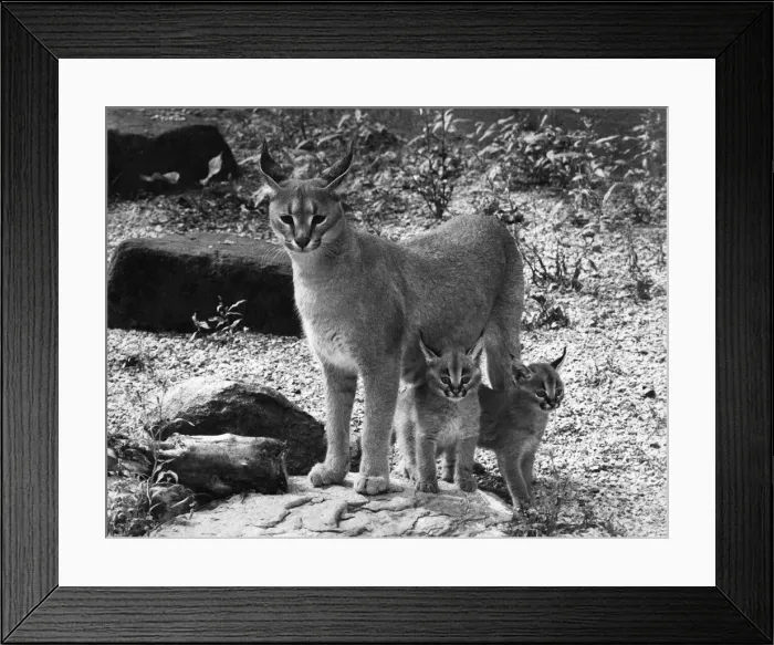 Framed Print : Lnyx seen here with her cubs. Circa 1970 P007409 Framed Print : Lnyx seen here with her cubs. Circa 1970 P007409