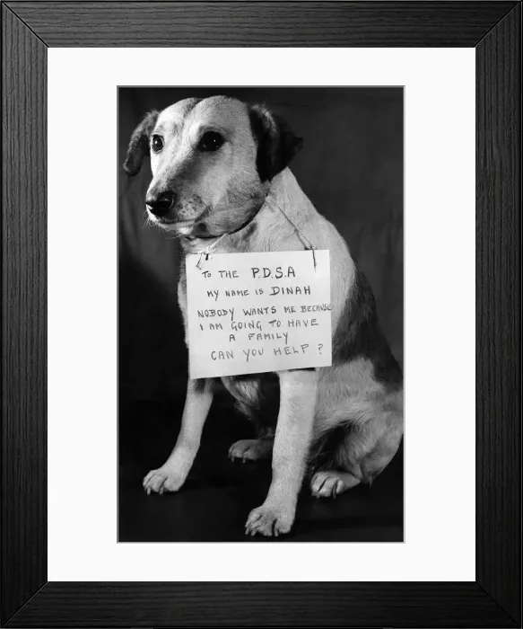 Framed Print : Dinah, the sad-eyed mongrel that touched the heart of Supt. William Hurst of the P. D. S. A Framed Print : Dinah, the sad-eyed mongrel that touched the heart of Supt. William Hurst of the P. D. S. A