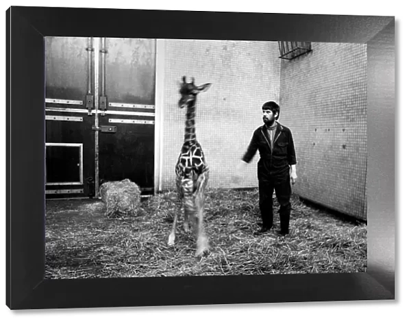 Keeper Jeff Nicklin with baby giraffe. January 1975 75-00398-002