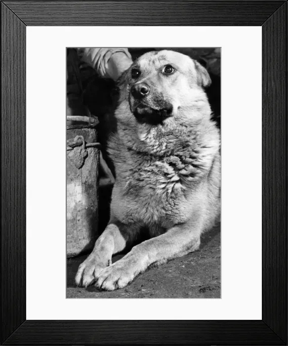 Framed Print : Close ups of Prince the watchdog - held in the tight grip of his handler Framed Print : Close ups of Prince the watchdog - held in the tight grip of his handler