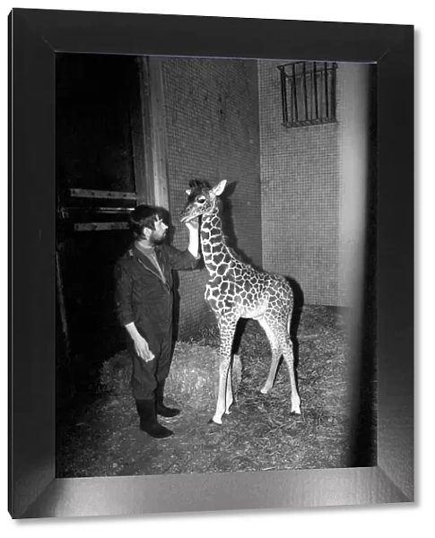 Keeper Jeff Nicklin with baby giraffe. January 1975 75-00398-007