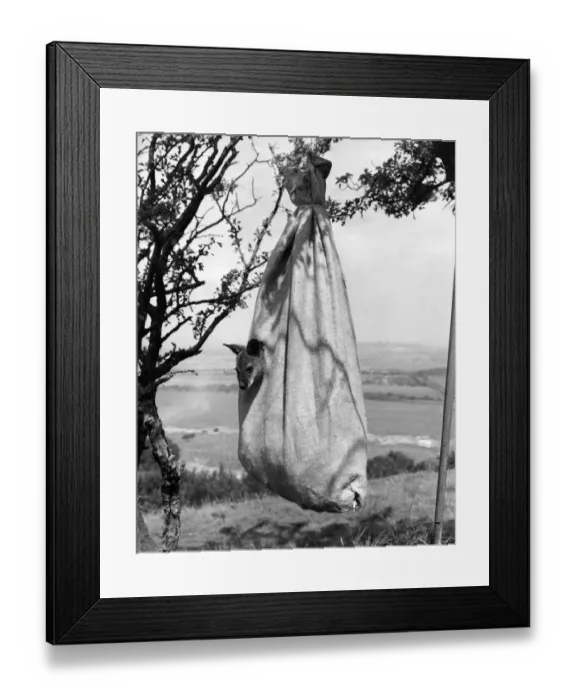 Framed Print : A baby wallaby taking time off from mothers pouch in a strung up sack of litter
