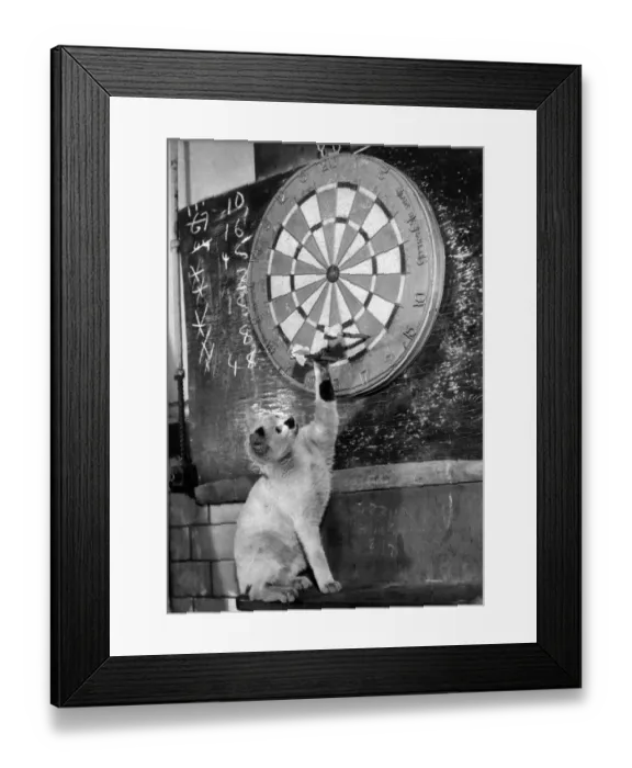 Framed Print : Clever kitten is Snowball. When the men in the Melting House of the Royal Mint play darts Framed Print : Clever kitten is Snowball. When the men in the Melting House of the Royal Mint play darts