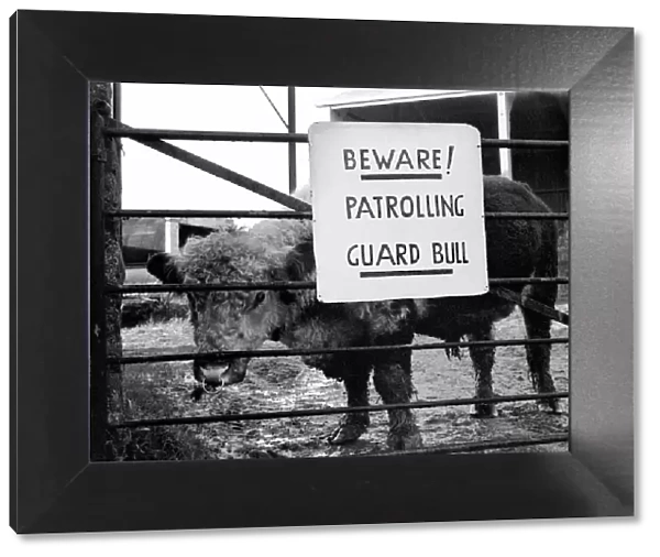 Unusual  /  Humour: Fodder Thieves Patrolling Guard Bull. January 1975 75-00402-003