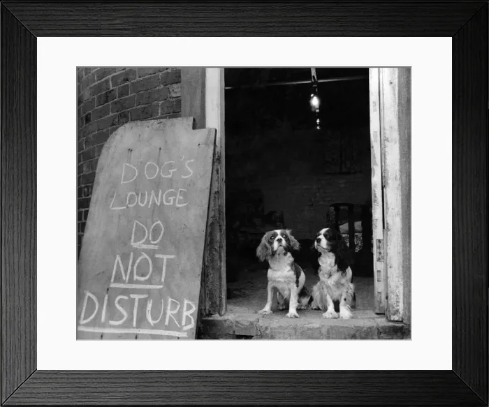 Framed Print : Two of the dogs pictured at the entrance to their Dogs Lounge Framed Print : Two of the dogs pictured at the entrance to their Dogs Lounge