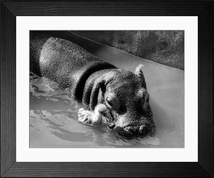 Framed Print : Getting on swimmingly - Tommy the gosling and Esme the hippo. March 1973 P004885