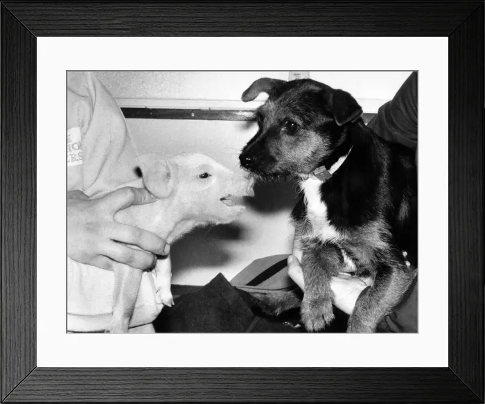 Framed Print : A Dogs life for Percy the Pig: Percy the piglet hogged the limelight when he met Framed Print : A Dogs life for Percy the Pig: Percy the piglet hogged the limelight when he met