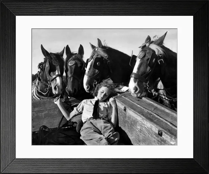 Framed Print : A member of the Womens Land Army a sleep in the back of a hay cart while the horses Framed Print : A member of the Womens Land Army a sleep in the back of a hay cart while the horses