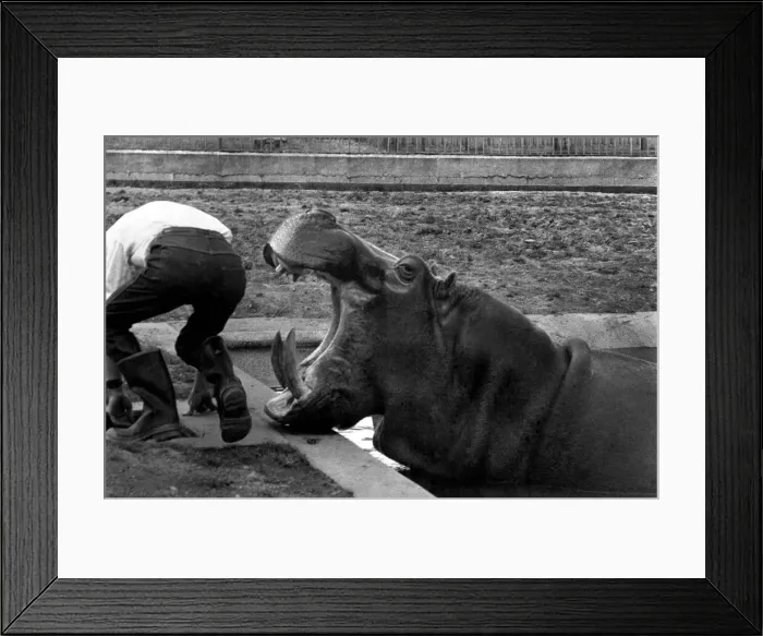 Framed Print : Hilda the Humorous Hippo Enjoys Her Little Joke: The situation seems a little tricky for Framed Print : Hilda the Humorous Hippo Enjoys Her Little Joke: The situation seems a little tricky for