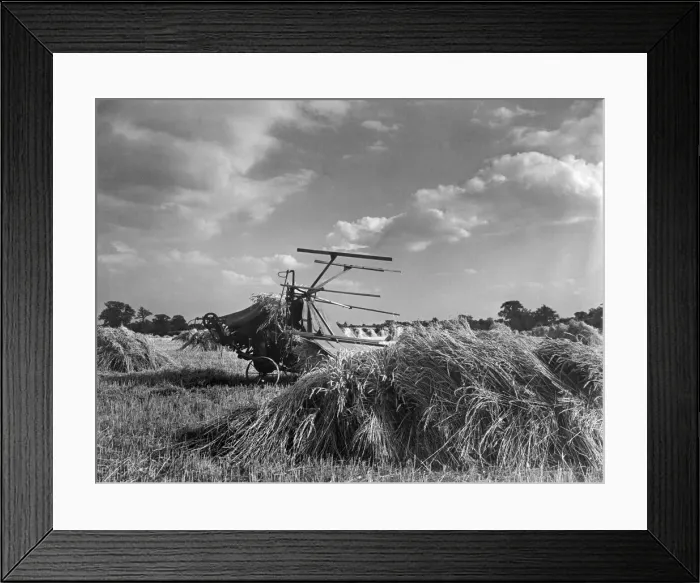 Framed Print : Harvest scene near Thaxted, Essex. P04523