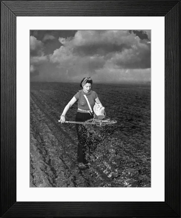 Framed Print : Farming: Sow seeds using a fiddle. February 1941 P004488