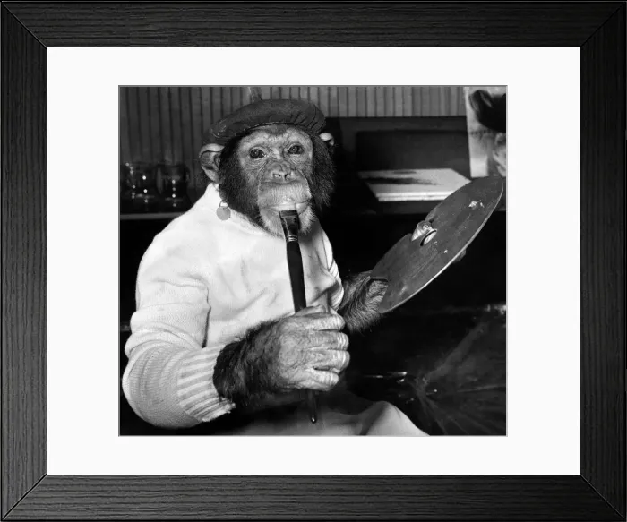 Framed Print : Animals: Monkeys: Chimps: Mandy