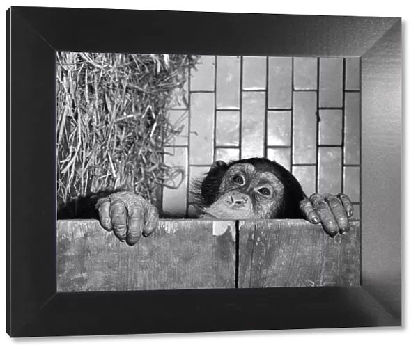 Anmals. Monkeys Chimps. Fifi. February 1954 P004100