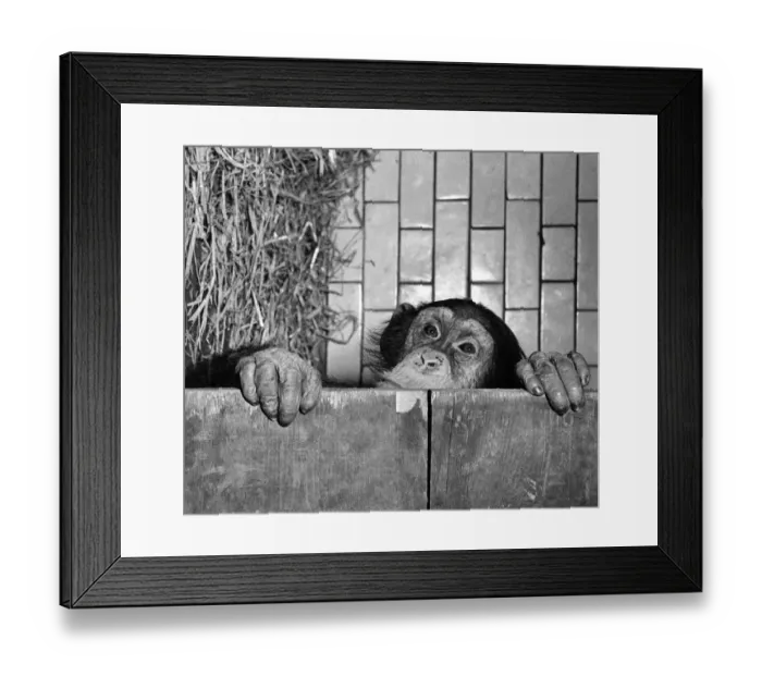 Framed Print : Anmals. Monkeys Chimps. Fifi. February 1954 P004100