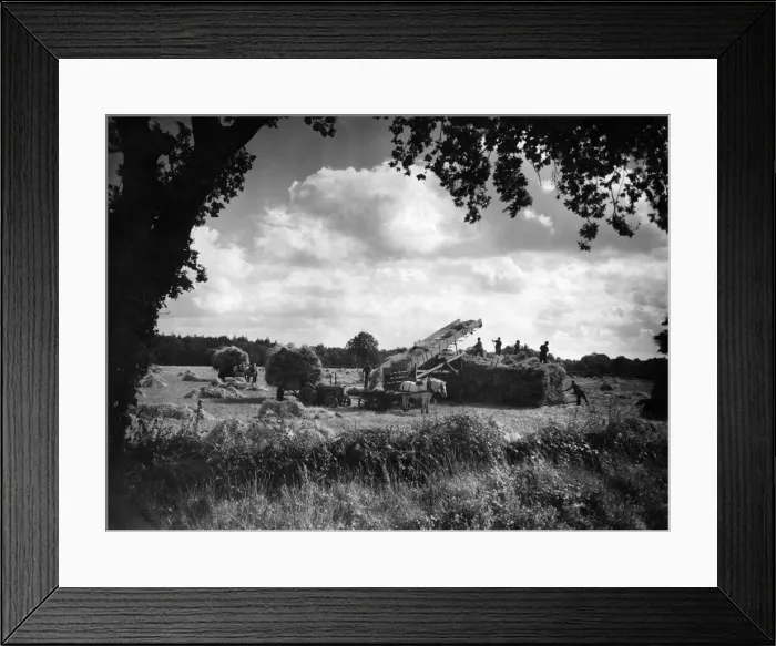 Framed Print : Farming: Harvest. Stacking corn in Norfolk. September 1946 P004477 Framed Print : Farming: Harvest. Stacking corn in Norfolk. September 1946 P004477