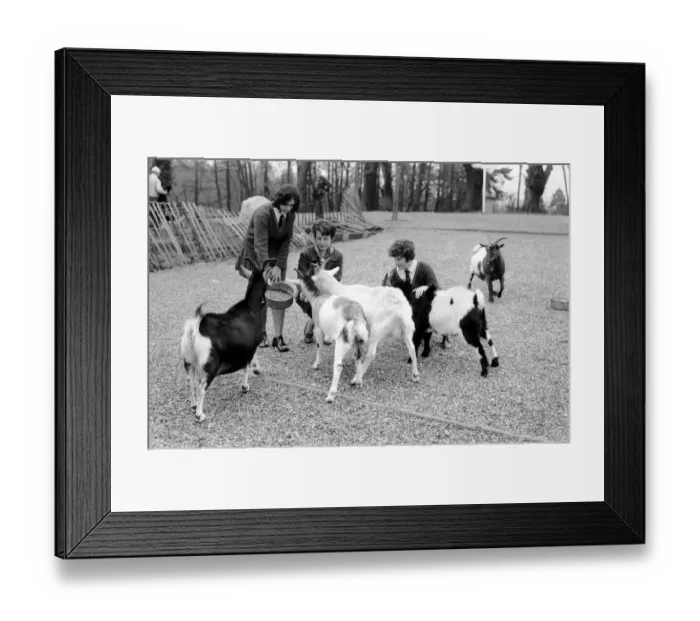 Framed Print : Betty the goat goes to school: Sallie and Jean with help of teacher Miss Angela