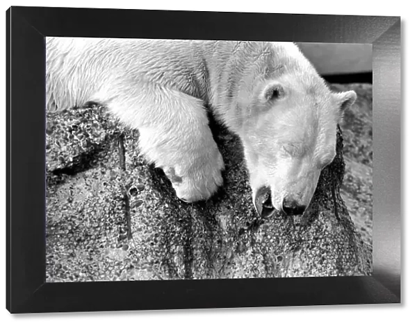 London Zoos Polar BearPolar Bear Pipaluk seen here enjoying the recent cold snap