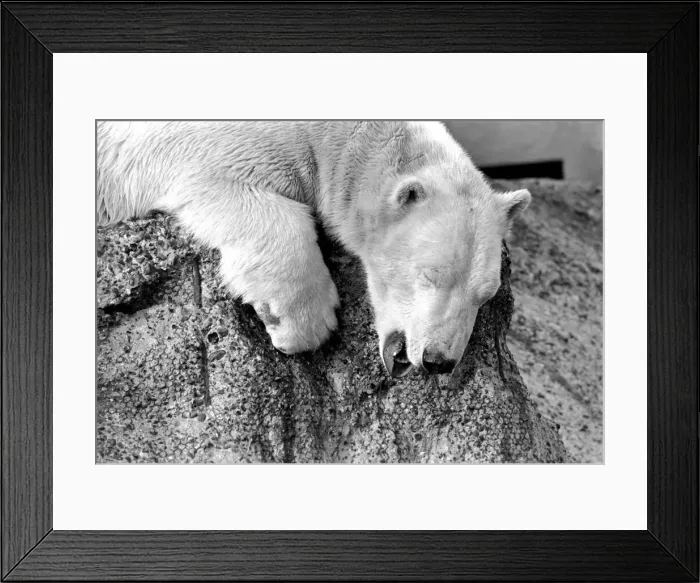 Framed Print : London Zoos Polar BearPolar Bear Pipaluk seen here enjoying the recent cold snap Framed Print : London Zoos Polar BearPolar Bear Pipaluk seen here enjoying the recent cold snap