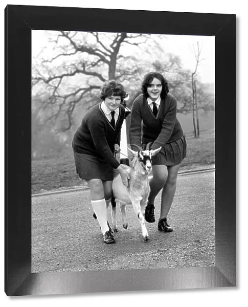 Betty the goat goes to school: Sallie Price (white socks
