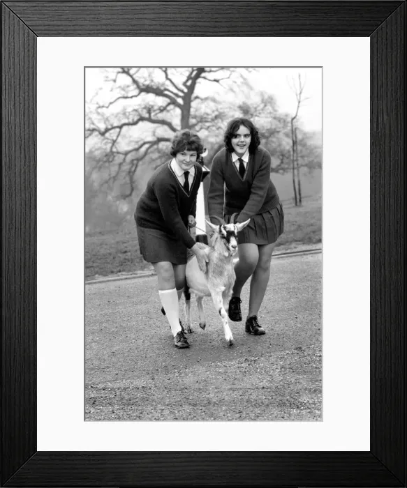 Framed Print : Betty the goat goes to school: Sallie Price (white socks