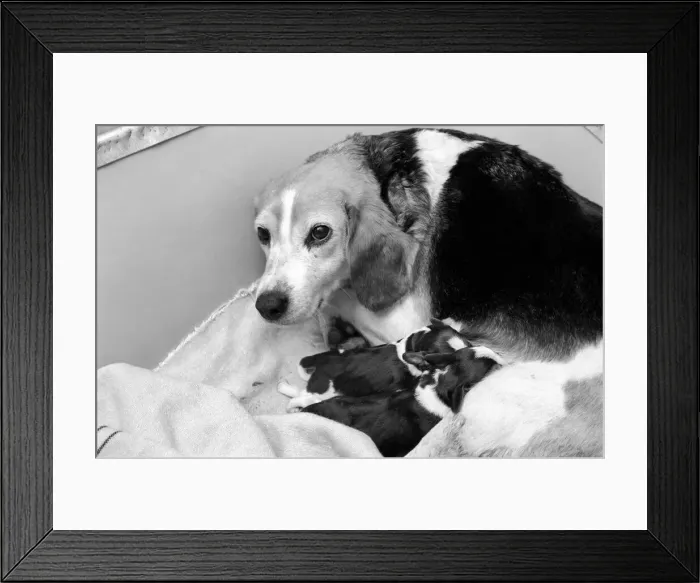Framed Print : Puppies: Dog: Beagle Litter: No one know the name of the bitch but she is very friendly Framed Print : Puppies: Dog: Beagle Litter: No one know the name of the bitch but she is very friendly