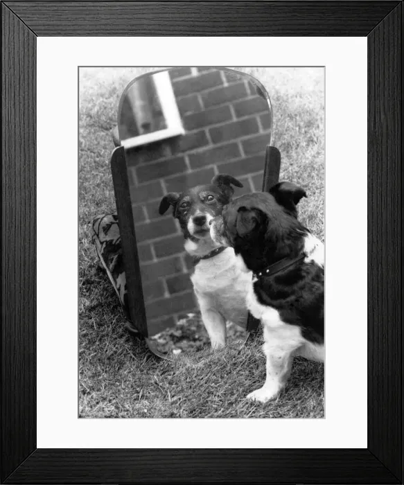 Framed Print : Animals Dogs. Misc: Scamp the terrier was a picture of happiness when he looked
