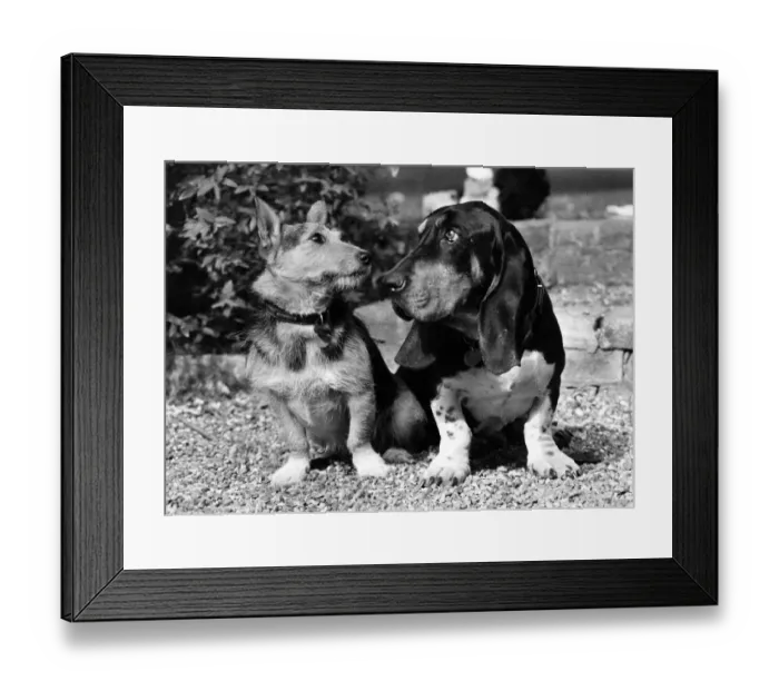 Framed Print : Pals. Merlin the mournful-looking Bassett is Rats country companion