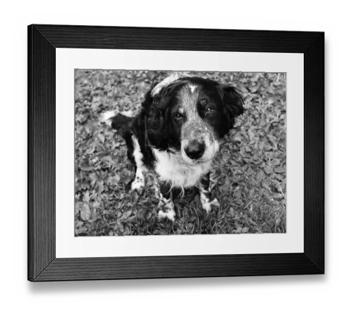 Framed Print : Save me: Diamond must find a new home or die. Diamond the shaggy mongrel has good reason