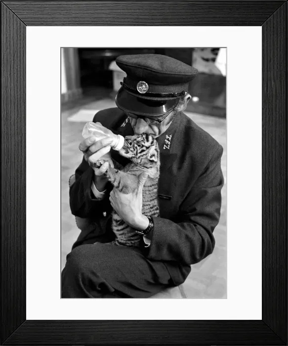 Framed Print : Tiger cub rejected by mother with keeper Frank Hughes. March 1975 75-01250-001 Framed Print : Tiger cub rejected by mother with keeper Frank Hughes. March 1975 75-01250-001