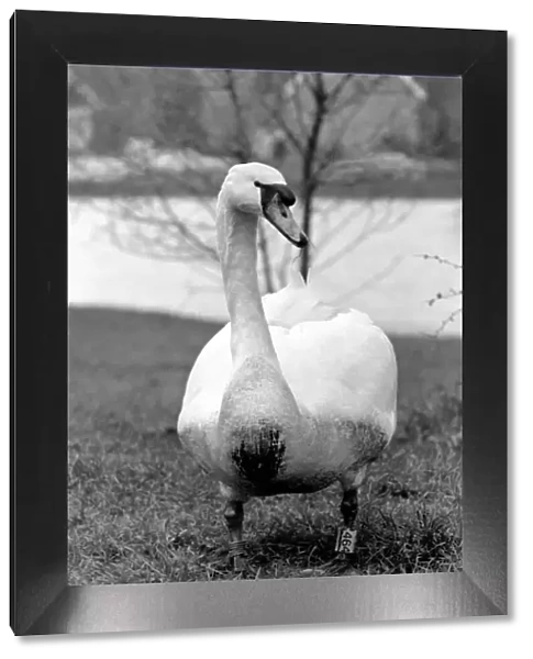 Swan 'Fred'. March 1975 75-01450-016
